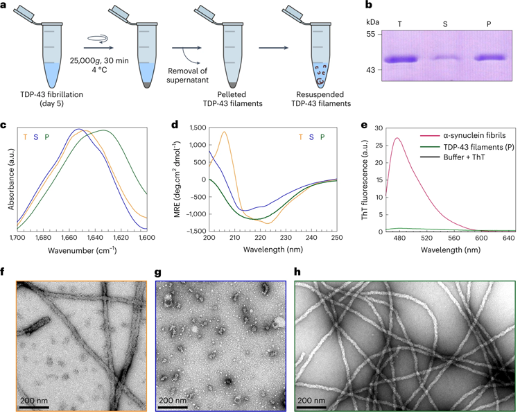 FL TDP-43纖維的制備及結(jié)構(gòu)表征