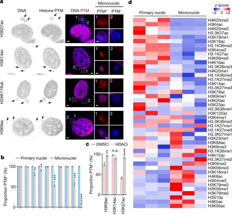 微核中不同的組蛋白PTM