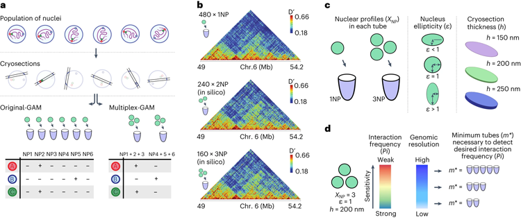 SWI/SNF的缺陷促進(jìn)了真正的記憶T細(xì)胞形成