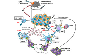 Science | 重要發(fā)現(xiàn)！斯坦福大學(xué)巧妙改造皮膚細(xì)菌，激活免疫助力抗癌