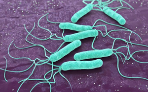 毫無下限！“網(wǎng)紅菌”幽門螺桿菌新“罪證”再曝光！竟能削弱腫瘤免疫治療