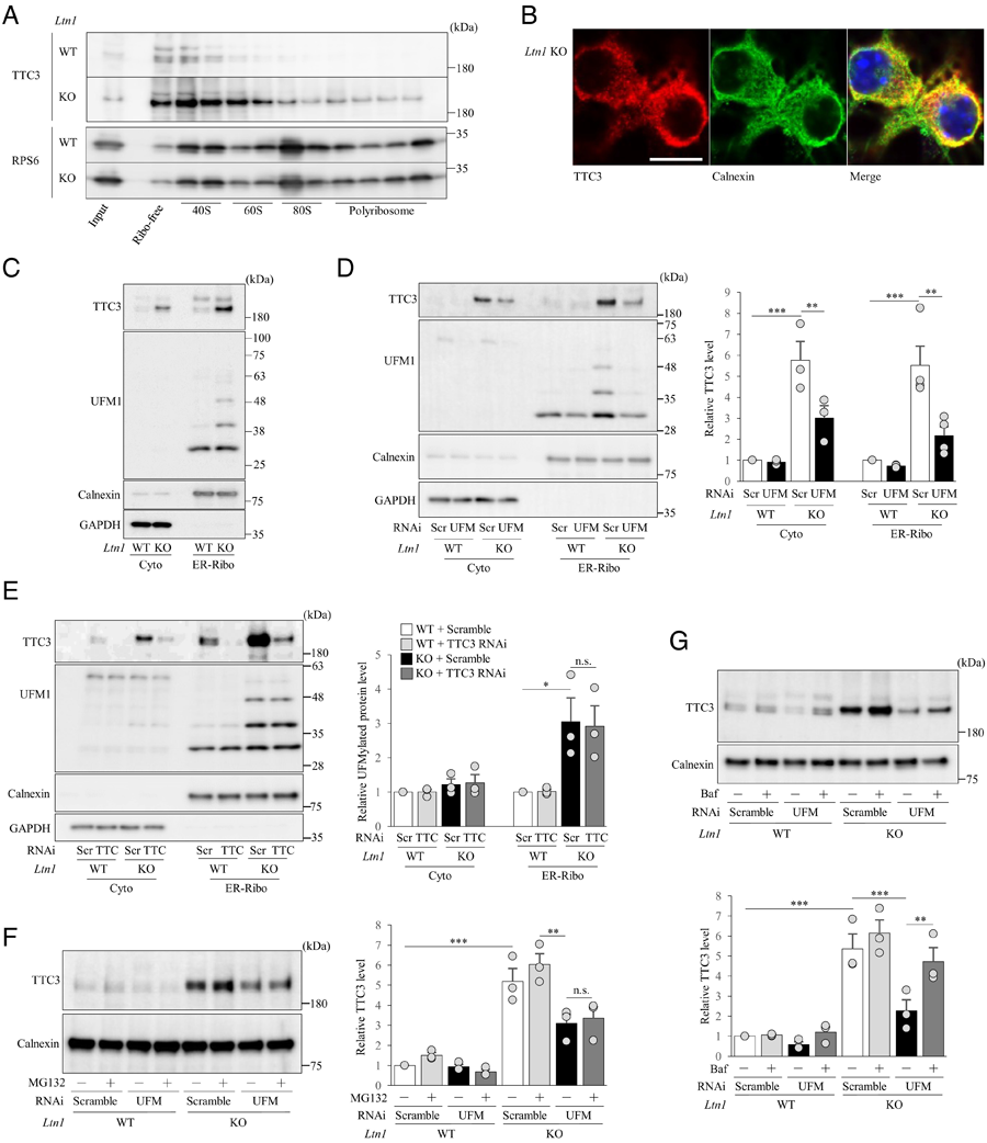 TTC3蛋白在Ltn1 KO神經(jīng)元的40S亞單位中積累