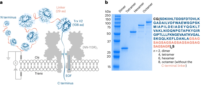 Trx連接子多聯(lián)體經(jīng)電滲驅(qū)動(dòng)易位穿過(guò)蛋白質(zhì)納米孔
