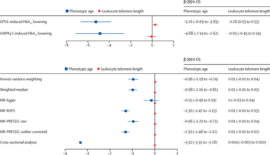 HbA1c降低對表型年齡和白細(xì)胞端粒長度的影響 HbA1c降低對表型年齡和白細(xì)胞端粒長度的影響