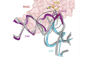 PNAS：活性酶的圖像揭示了耐抗生素細(xì)菌的秘密