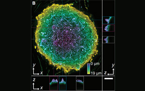 Science：“食油”微生物重塑油滴，加速碳氫化合物的生物降解