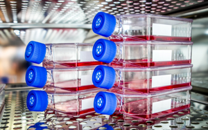 5分鐘“get”生物制藥中細胞培養(yǎng)的關(guān)鍵要點