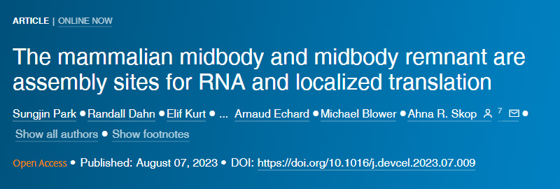 哺乳動物的中間體和中間體殘余是RNA和定位翻譯的組裝位點