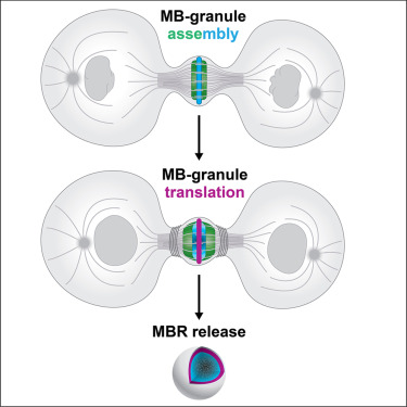 中間體顆粒的組裝，翻譯和釋放過程