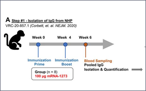 南京新冠感染者多為疫苗接種者，兩大頂刊揭示：為何疫苗防不住病毒？