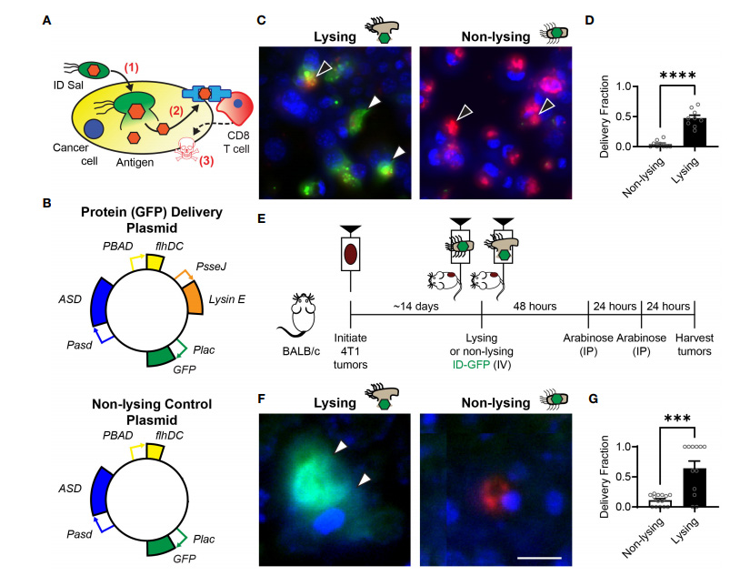 細胞內遞送（ID）沙門氏菌將抗原沉積到腫瘤細胞中