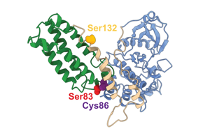 Nature子刊：“爆炸性”細(xì)胞死亡