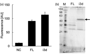 在酵母細胞中恢復人類細胞表面蛋白的功能
