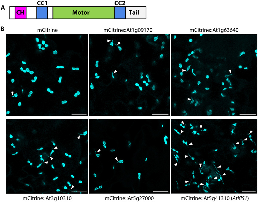 具有鈣調(diào)蛋白同源結(jié)構域At5g41310的擬南芥驅(qū)動蛋白的過表達誘導組成型stromule的形成。