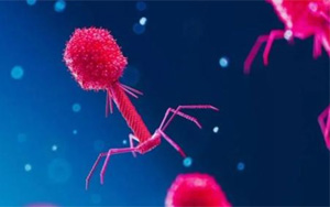 Nature：科學家發(fā)現(xiàn)病毒對抗細菌CRISPR免疫系統(tǒng)的全新方式