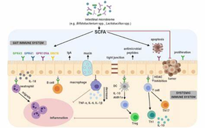 腸道細菌代謝物促進樹突狀細胞捕獲抗原