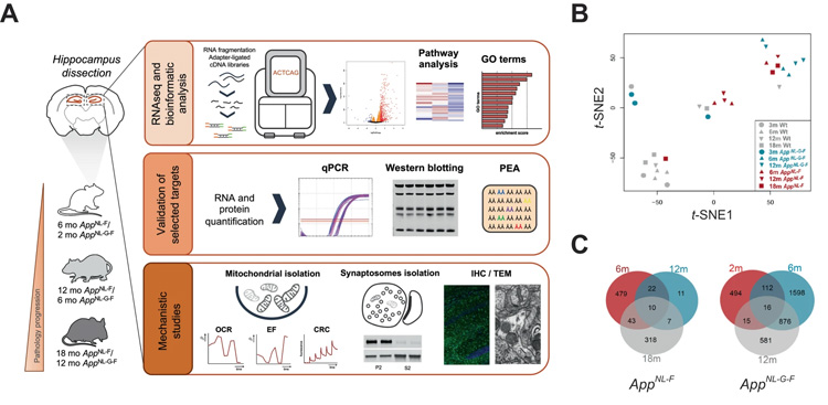 轉(zhuǎn)錄組分析鑒定了Aβ誘導(dǎo)的小鼠App敲除海馬基因和通路的改變