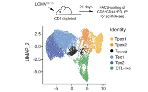 從線粒體功能入手，改善腫瘤免疫療法