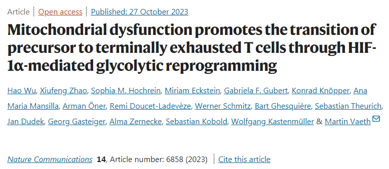 線粒體功能障礙通過(guò)HIF-1α介導(dǎo)的糖酵解重編程促進(jìn)前體向最終衰竭的T細(xì)胞的轉(zhuǎn)變 線粒體功能障礙通過(guò)HIF-1α介導(dǎo)的糖酵解重編程促進(jìn)前體向最終衰竭的T細(xì)胞的轉(zhuǎn)變