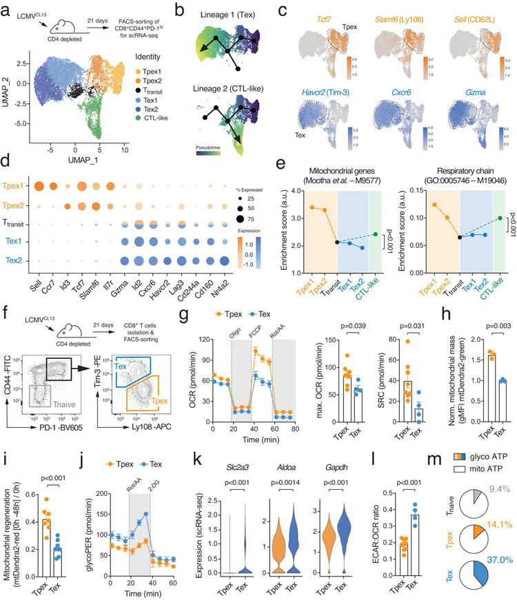 T細(xì)胞耗竭的特征是代謝重編程 T細(xì)胞耗竭的特征是代謝重編程