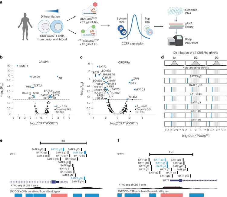 T細(xì)胞耗竭的特征是代謝重編程