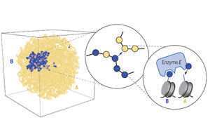 Science解答謎題：細胞分裂時如何保持細胞身份