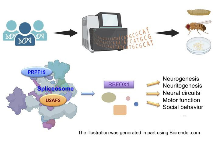 前信使核糖核酸剪接是一個高度協(xié)調的過程