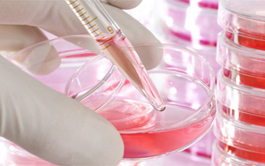  診斷級牛血清白蛋白（BSA）