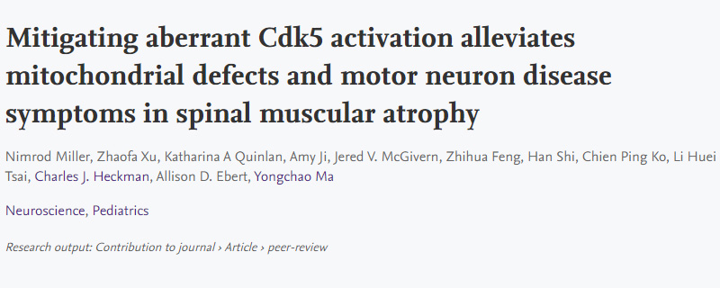 導致脊髓性肌萎縮癥(SMA)運動神經(jīng)元退化的新機制