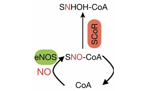 Cell找到了糖尿病的新病因！這種酶能阻止體內(nèi)產(chǎn)生胰島素