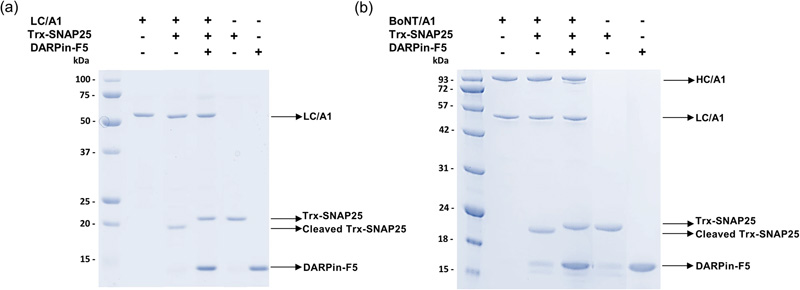 DARPin-F5對BoNT/A1和重組LC/A1的酶活性的抑制作用