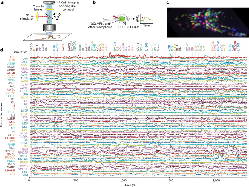 測(cè)量神經(jīng)觸發(fā)和神經(jīng)網(wǎng)絡(luò)反應(yīng)