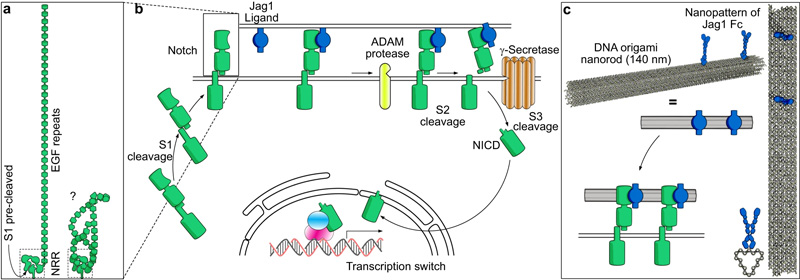 Notch通路和實(shí)驗(yàn)原理示意圖
