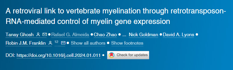 逆轉(zhuǎn)錄病毒通過逆轉(zhuǎn)錄轉(zhuǎn)座子RNA介導(dǎo)的髓鞘基因表達(dá)控制與脊椎動(dòng)物髓鞘形成的聯(lián)系