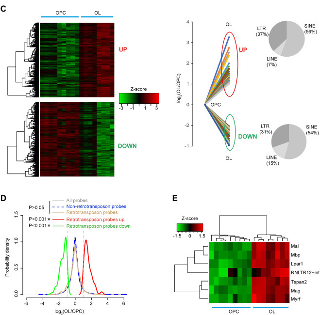 DECTIN-1蛋白質(zhì)結(jié)構(gòu)的3D打印