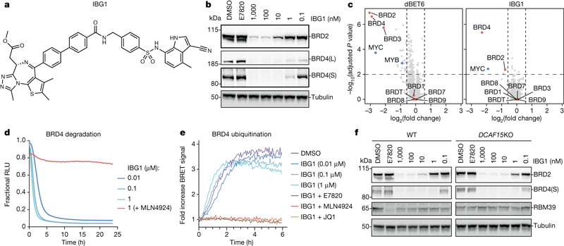 IBG1獨(dú)立于DCAF15降解BRD2和BRD4