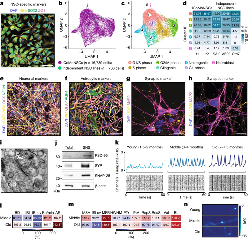iCoMoNSC神經(jīng)元形成功能網(wǎng)絡(luò)