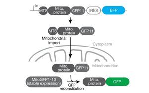 《Nature》重新定義癡呆癥治療，UCB科學(xué)家有了新突破