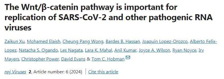 Wnt/β-連環(huán)蛋白通路對(duì)SARS-CoV-2和其它致病性RNA病毒的復(fù)制很重要