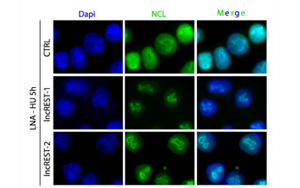 一種有助于防止DNA復(fù)制錯(cuò)誤的RNA分子