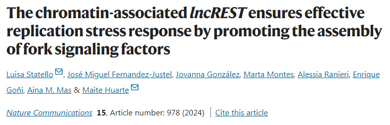 染色質(zhì)相關(guān)的lncREST通過促進(jìn)分叉信號因子的組裝來確保有效的復(fù)制應(yīng)激反應(yīng)