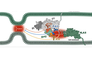 Immunity：EB病毒的弱點