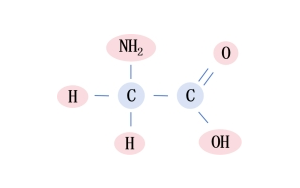 甘氨酸-小身體，有大能量