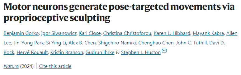 運動神經(jīng)元通過本體感覺產(chǎn)生姿勢定向運動 運動神經(jīng)元通過本體感覺產(chǎn)生姿勢定向運動