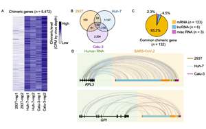 中國(guó)科學(xué)家聯(lián)合報(bào)道：新冠病毒RNA不具備整合進(jìn)宿主基因組的能力