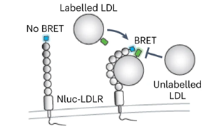 《Nature Microbiology》出血熱病毒如何進(jìn)入人體細(xì)胞？