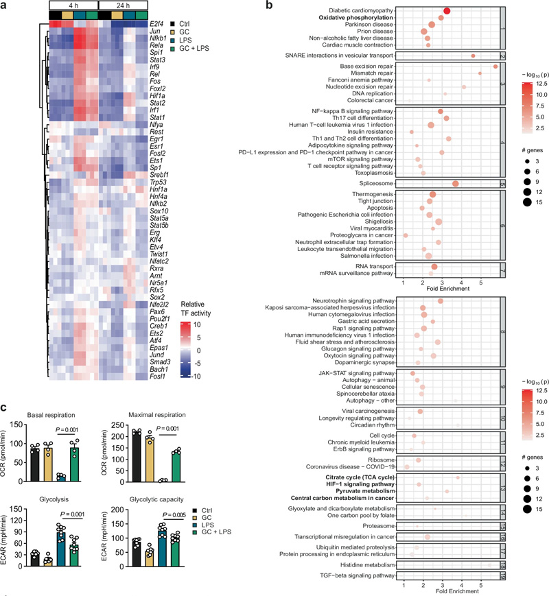 糖皮質(zhì)激素介導的轉(zhuǎn)錄和代謝控制