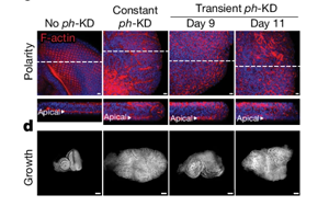 Nature：沒(méi)有基因突變，癌癥照樣發(fā)生？！