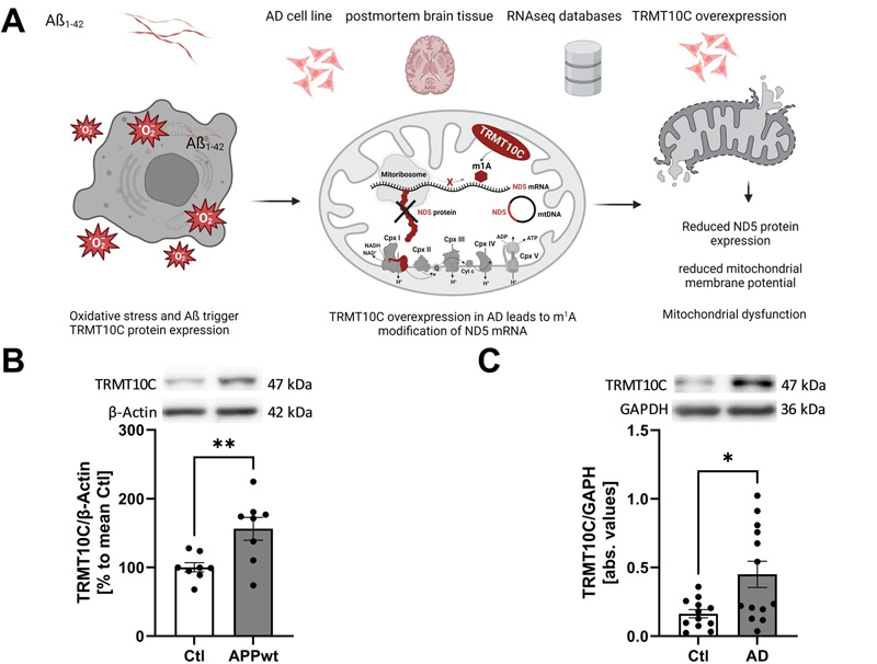 TRMT10C蛋白和mRNA水平在AD細(xì)胞和動(dòng)物模型以及AD患者的皮層樣本中增加