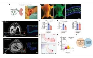 Nature：就是這個(gè)基因讓豬都能飛起來(lái)了
